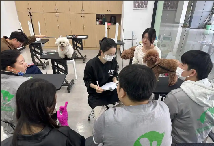 钟楼区宠物美容培训学校宠物美容培训学校 - 哪里好